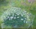 Daisies On the Table