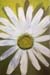 Daisy'67