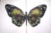 butterfly1